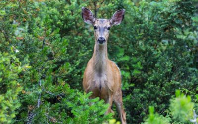 Driving in the Midst of Deer